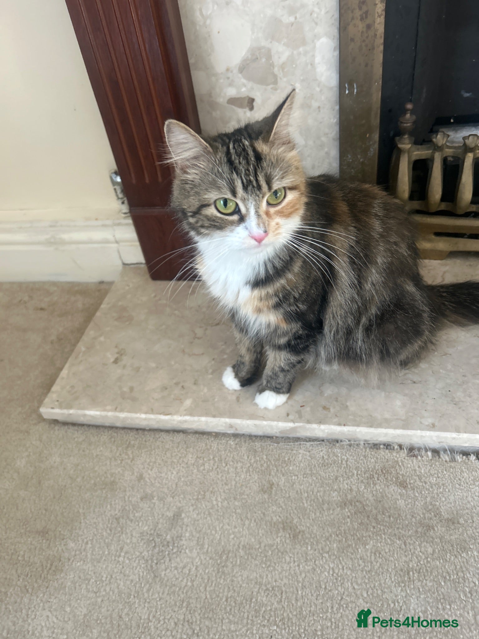 Mixed Breed cats Beautiful 4 month old kitten - Advert 1