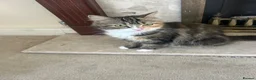 Mixed Breed cats for sale: Beautiful 4 month old kitten in Harrow - Advert 1
