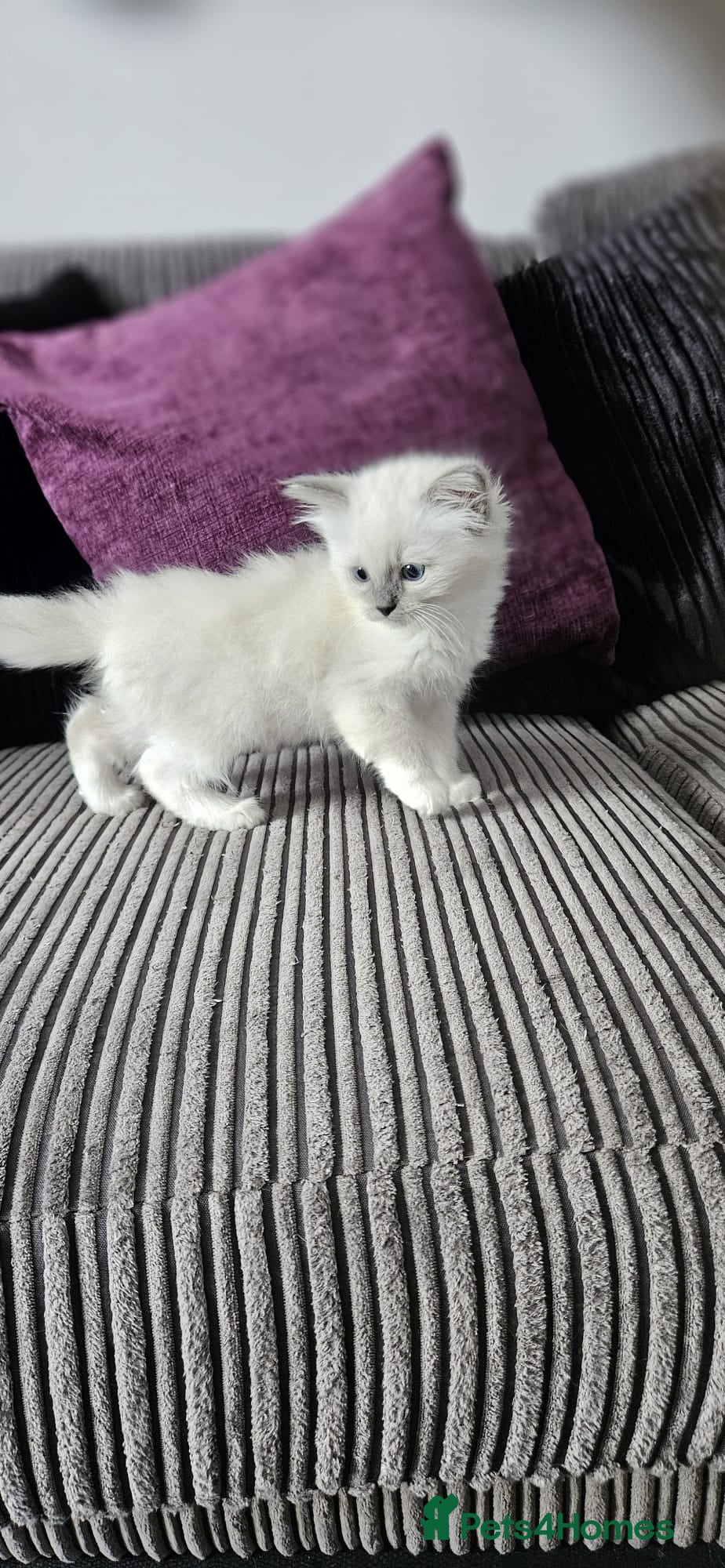 Ragdoll cats Stunning ragdoll kittens Ready for new homes - Advert 1