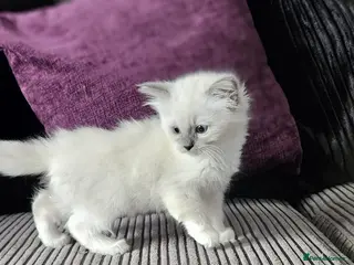Ragdoll cats Stunning ragdoll kittens Ready for new homes - Advert 16