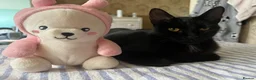 Mixed Breed cats for sale: 2 beautiful black male kittens in Swindon - Advert 1
