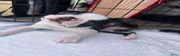 Boston Terrier dogs for sale: Boston for sale - Advert 4