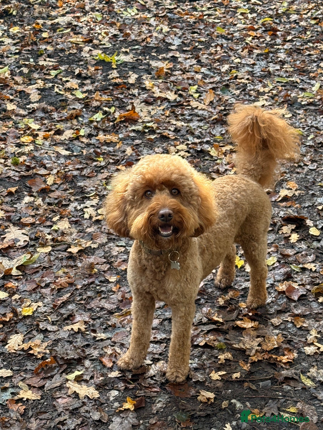 Labradoodle dogs for sale: Adorable Petite Labradoodle puppies incoming! - Advert 9