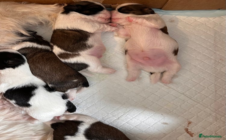 Shih Tzu dogs - Advert 3