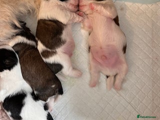 Shih Tzu dogs - Advert 8