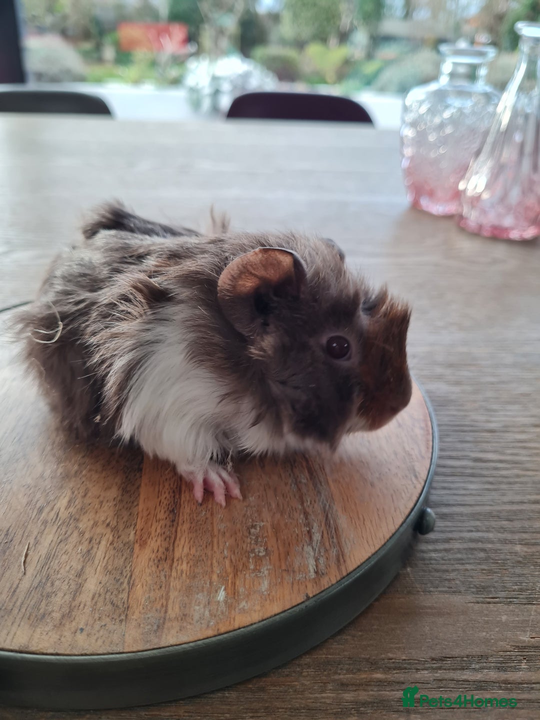 Guinea Pig rodents for sale: Baby guinea pigs for sale - Advert 35