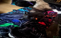 Mixed Breed cats for sale: 4 Black Kittens  - Image 5