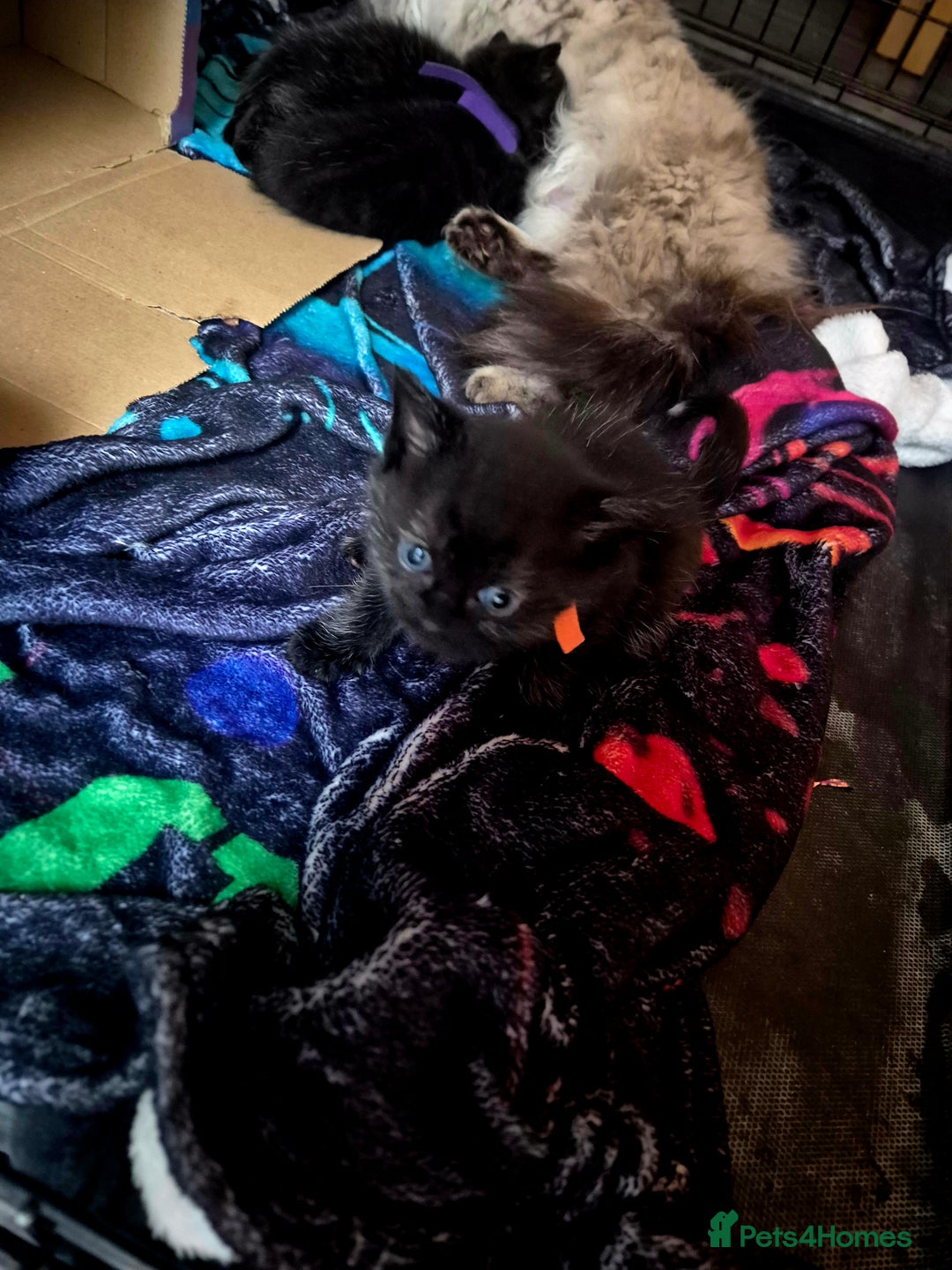 Mixed Breed cats for sale: 4 Black Kittens  - Image 5