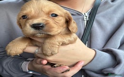 Cocker Spaniel dogs for sale: Cocker spaniel pups - Image 1
