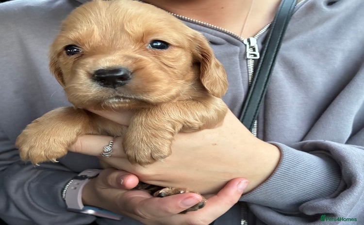 Cocker Spaniel dogs - Advert 1