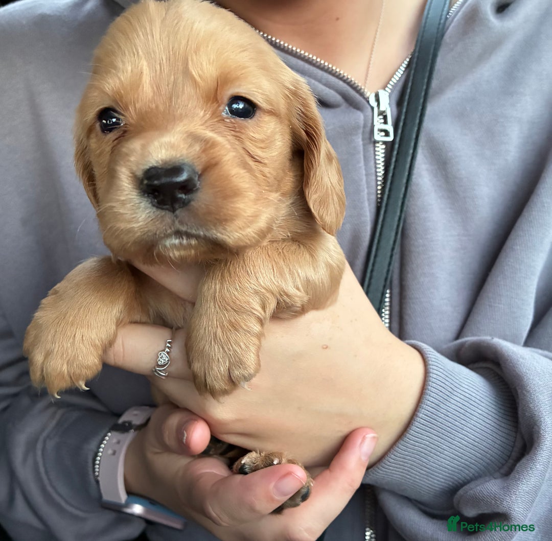 Cocker Spaniel dogs for sale: Cocker spaniel pups - Image 1