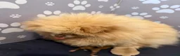 Pomeranian dogs for sale: Kc pomeranian puppies  - Advert 4