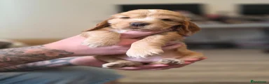 Cocker Spaniel 2
