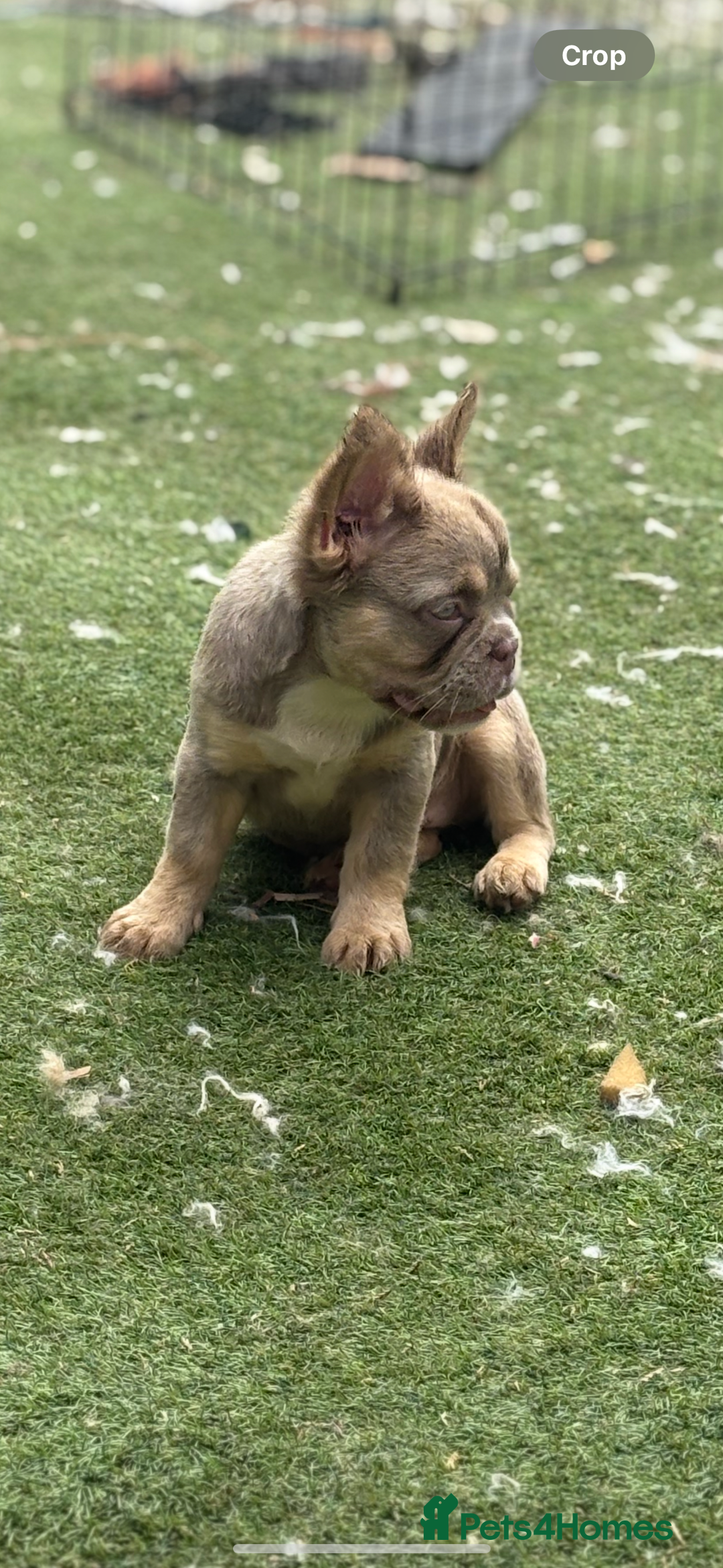 French Bulldog dogs for sale: Beautiful French bulldog girls (ready now) - Image 10