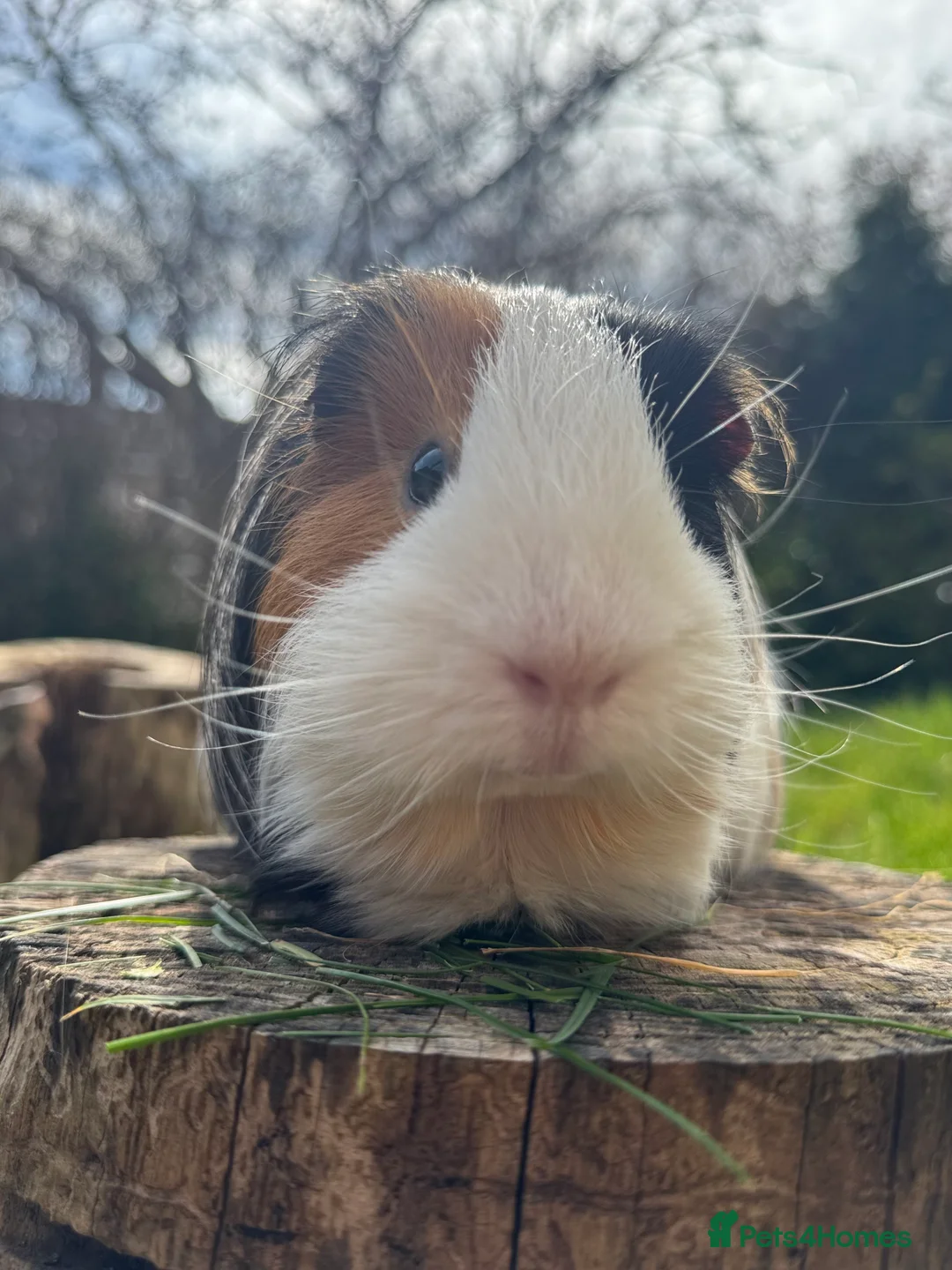 Guinea Pig rodents for sale: 2 Beautiful Male Guinea pigs for sale  - Advert 6