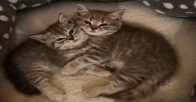 British Shorthair cats - Advert 3