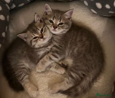 British Shorthair cats - Advert 13