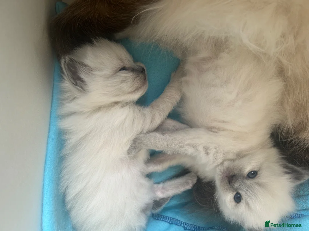 Ragdoll cats for sale: Ragdoll kittens for sale  - Advert 2
