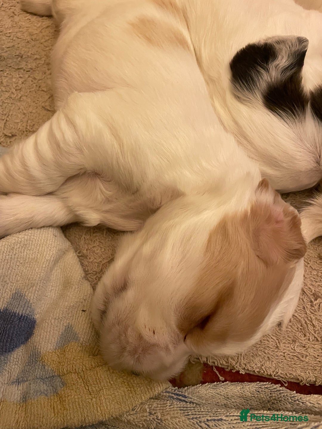 Cocker Spaniel dogs for sale: Your “furever” friend is here - Advert 10