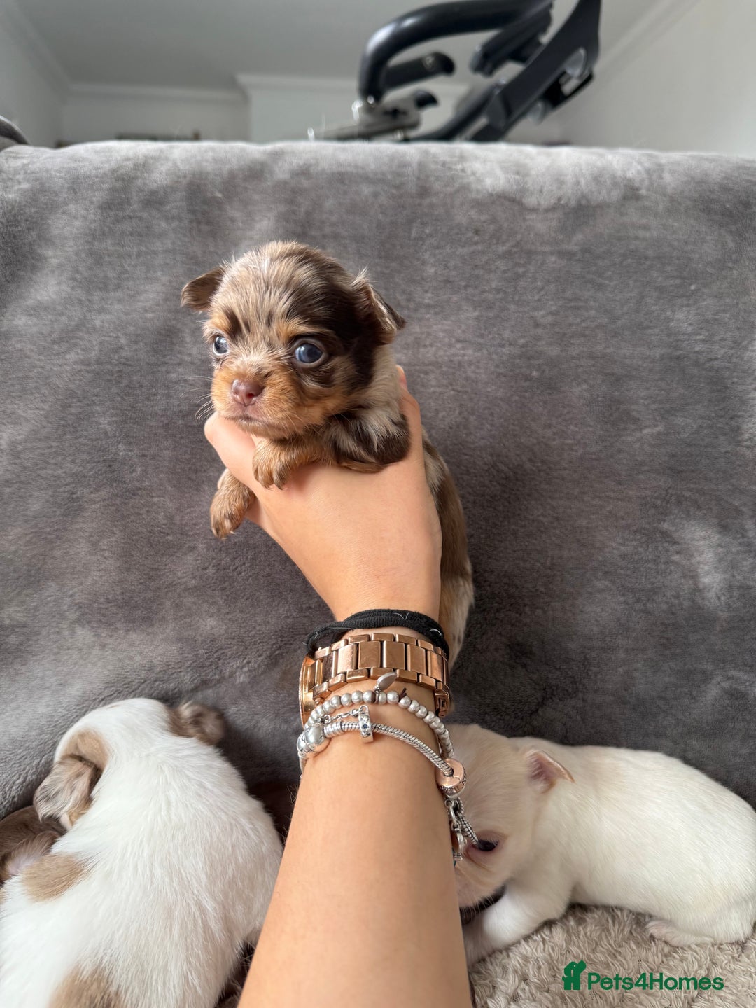Chihuahua dogs for sale: Long hair chihuahua puppies  - Image 22