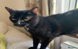 Domestic Shorthair cats for adoption: Lisa (18yo), looking for a loving retirement home  - Image 1