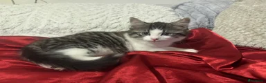 White and grey stripy kitten