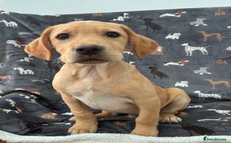 Labrador Retriever dogs - Advert 1