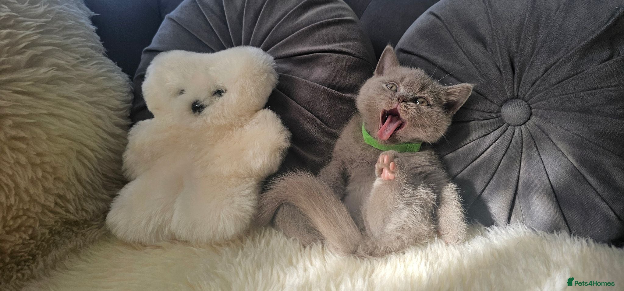 Scottish Fold cats  LILAC Scottish Fold Kitten With Straight Ears - Advert 1