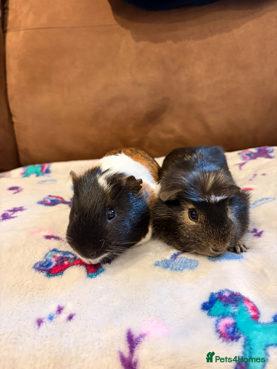 Guinea Pig rodents for sale: Bonded Boars - £35 a pair - Advert 1