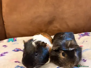 Guinea Pig rodents Bonded Boars - £35 a pair - Advert 15