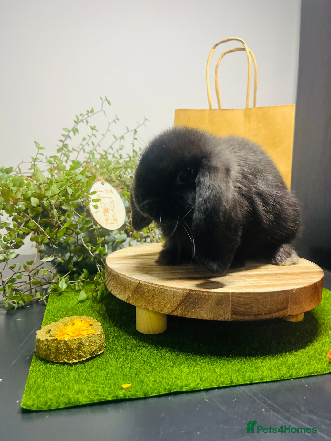 Mini Lop rabbits for sale: Beautiful pure bred Mini Lops  - Image 8
