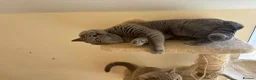 British Shorthair cats for sale: Gorgeous Lilac BSH Kittens Ready 28 June in Hemel Hempstead - Advert 3
