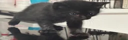 Mixed Breed cats for sale: Two beautiful kittens for sale - Advert 4