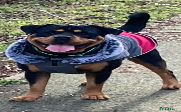 Mixed Breed dogs - Advert 4