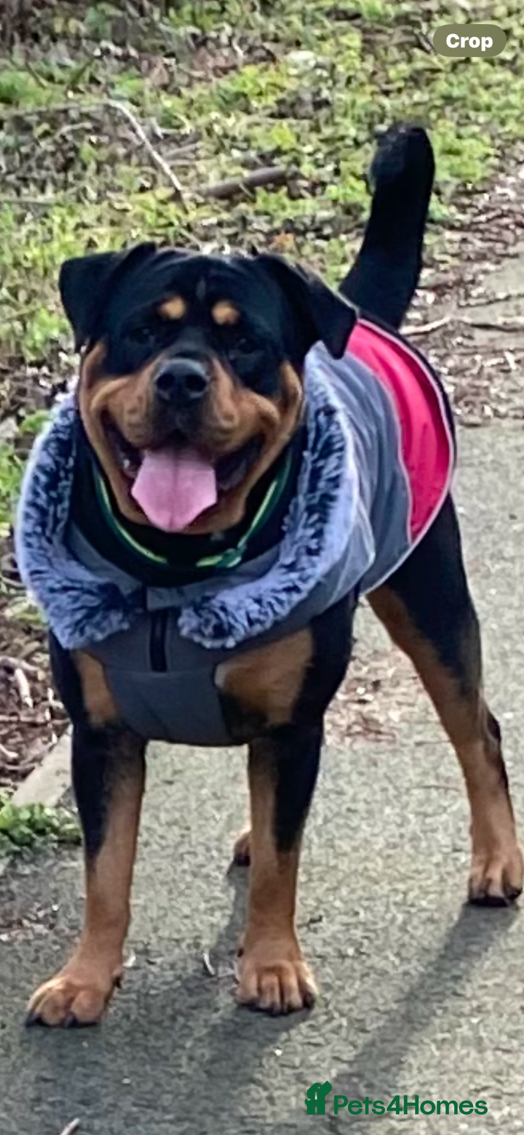 Mixed Breed dogs for sale: Rottweiler  ** taffy puppies - Image 1