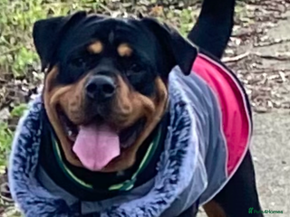 Mixed Breed dogs - Advert 1