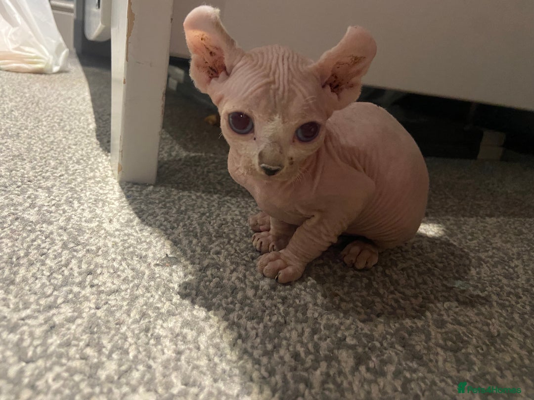 Sphynx cats for sale: Sphynx kittens for sale  - Image 24