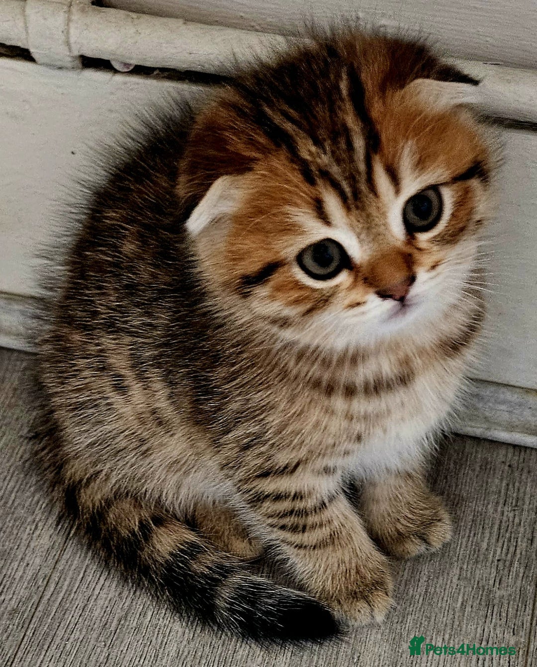 Scottish Fold cats for sale: Full TICA reg Scottish fold ready now london  - Image 3