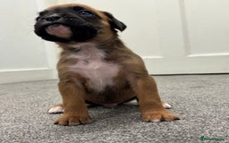 Boxer dogs for sale: KC Registered Boxer Puppies - Image 15