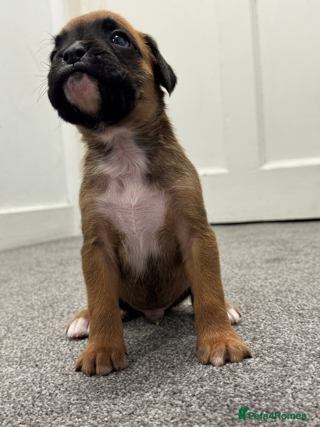 Boxer dogs for sale: KC Registered Boxer Puppies - Image 15