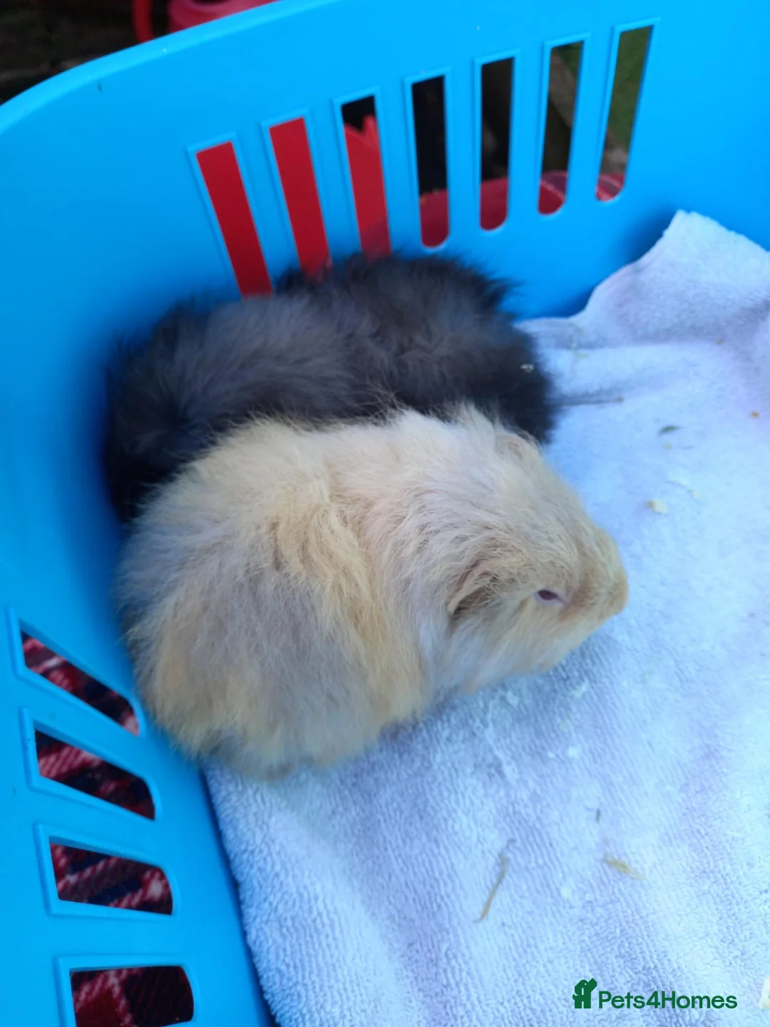 Guinea Pig rodents for sale: Baby swiss boys  - Advert 1