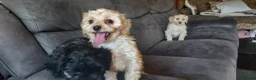 Cockapoo dogs for sale: Genuine f1 cockapoo puppies. - Advert 10