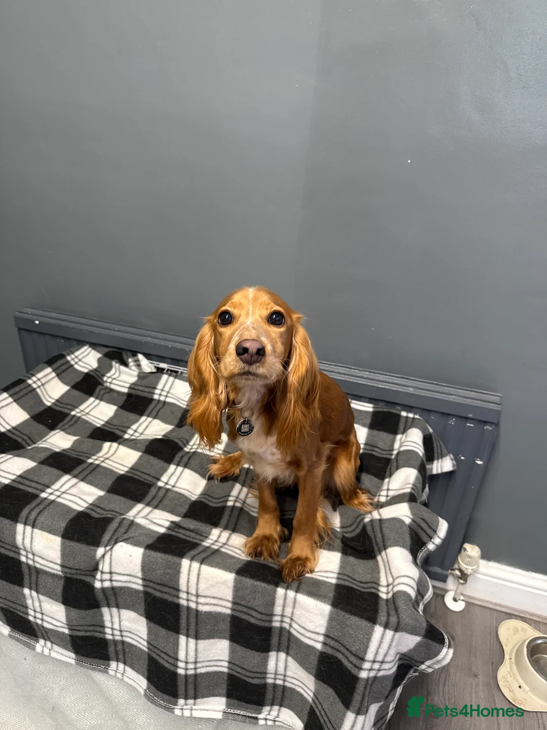 Cockalier dogs for sale: Female  - Advert 6