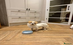 Mixed Breed dogs for adoption: Cynthia - Advert 14