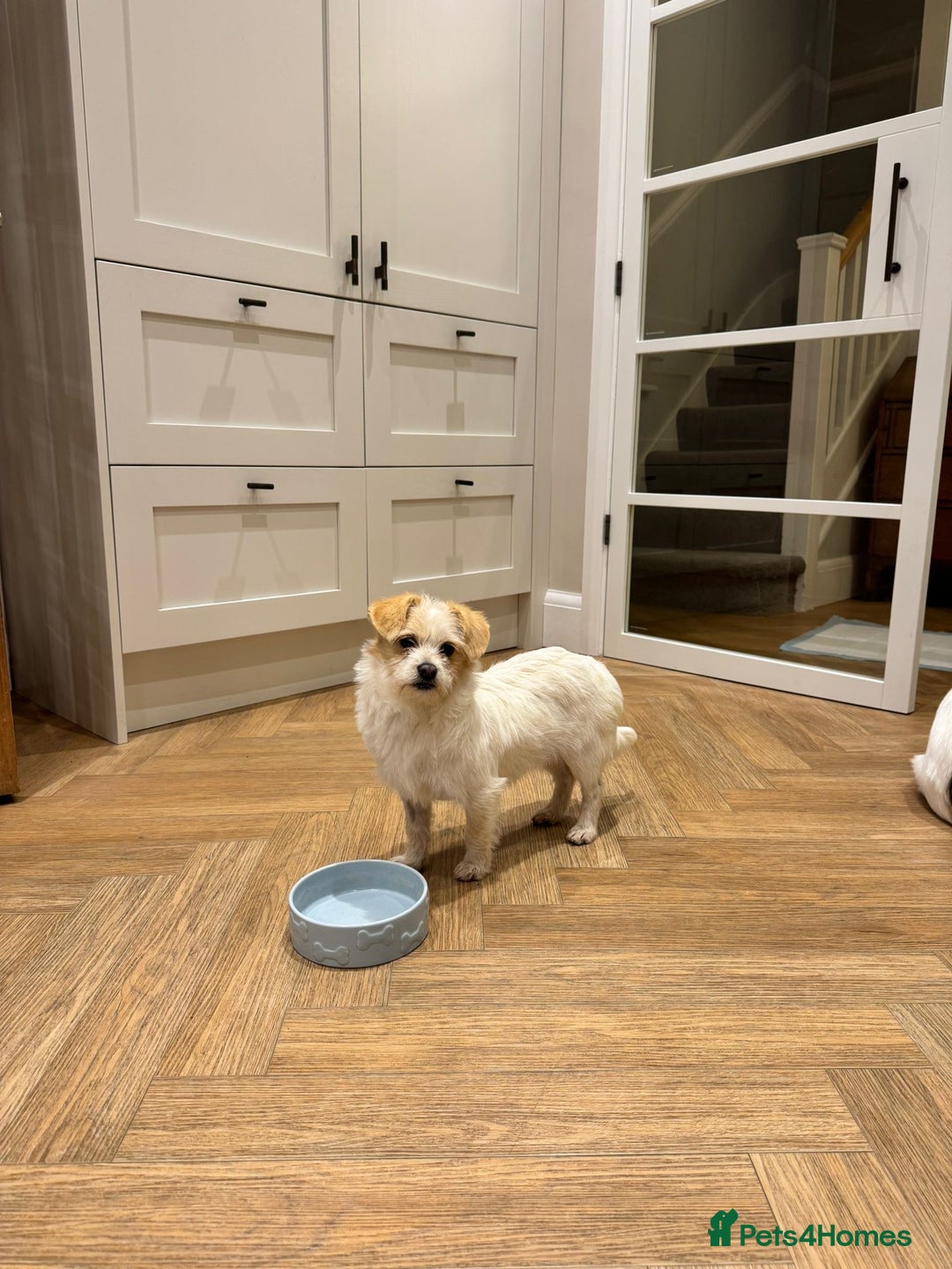 Mixed Breed dogs for adoption: Cynthia - Advert 14