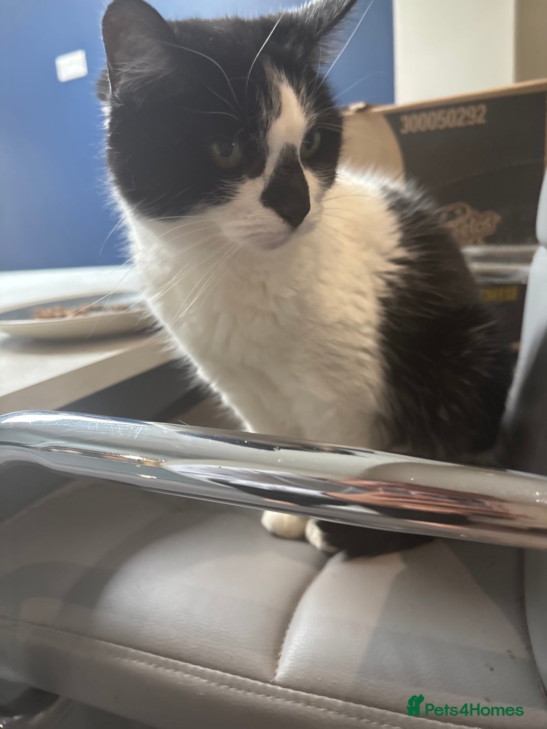 Domestic Shorthair cats for sale: Her name biscuit  - Image 7