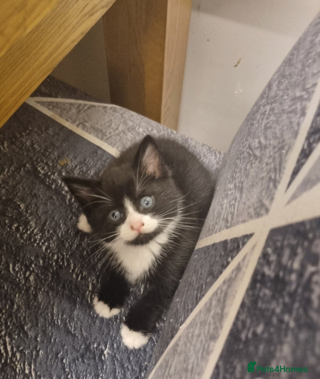 British Shorthair cats for sale: Kittens for sale - Image 1