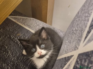 British Shorthair cats - Advert 29