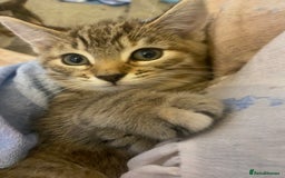 American Shorthair cats for sale: Female kitten looking for home - Image 2