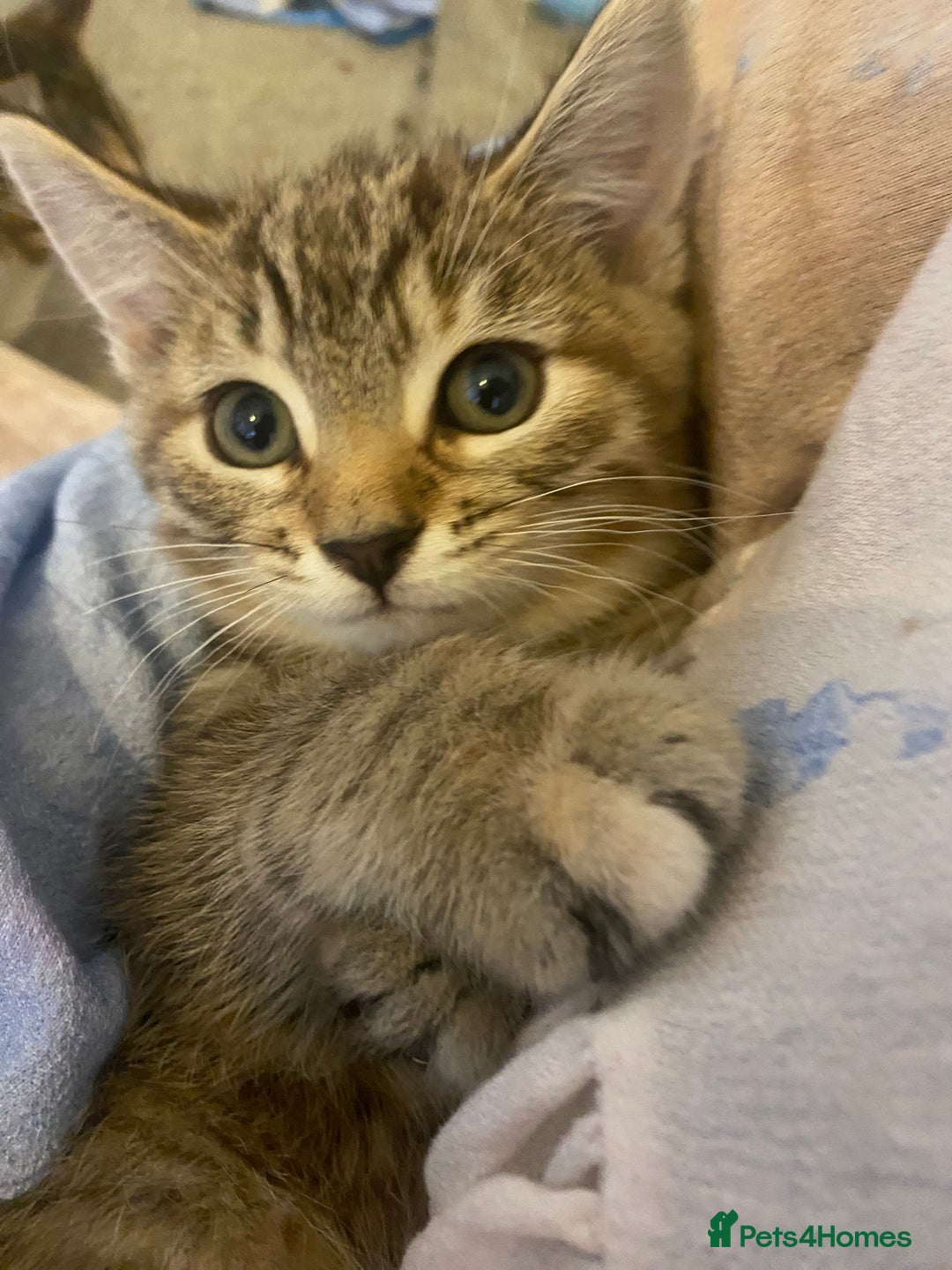 American Shorthair cats for sale: Female kitten looking for home - Image 2